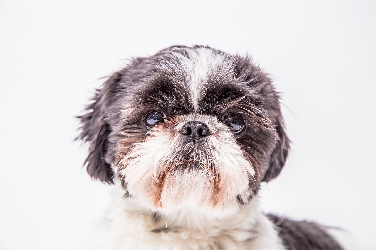 A Guide to Understanding the Shih Tzu